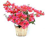 Bougainvillea